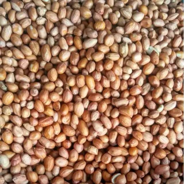

RB Kacang Tanah TJ80\90 Kemasan 1KG