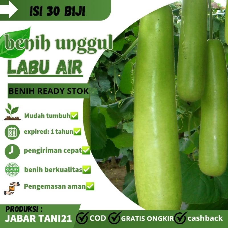 benih labu air sayur lokal|labu air panjang (30 biji)
