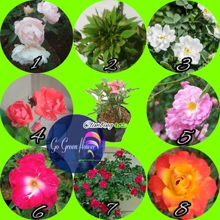 MAWAR RAMBAT CLIMBING ROSE