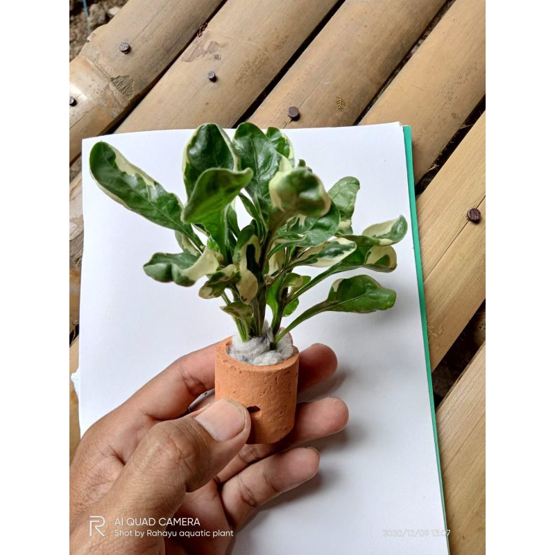 ornamen aquarium tanaman pot