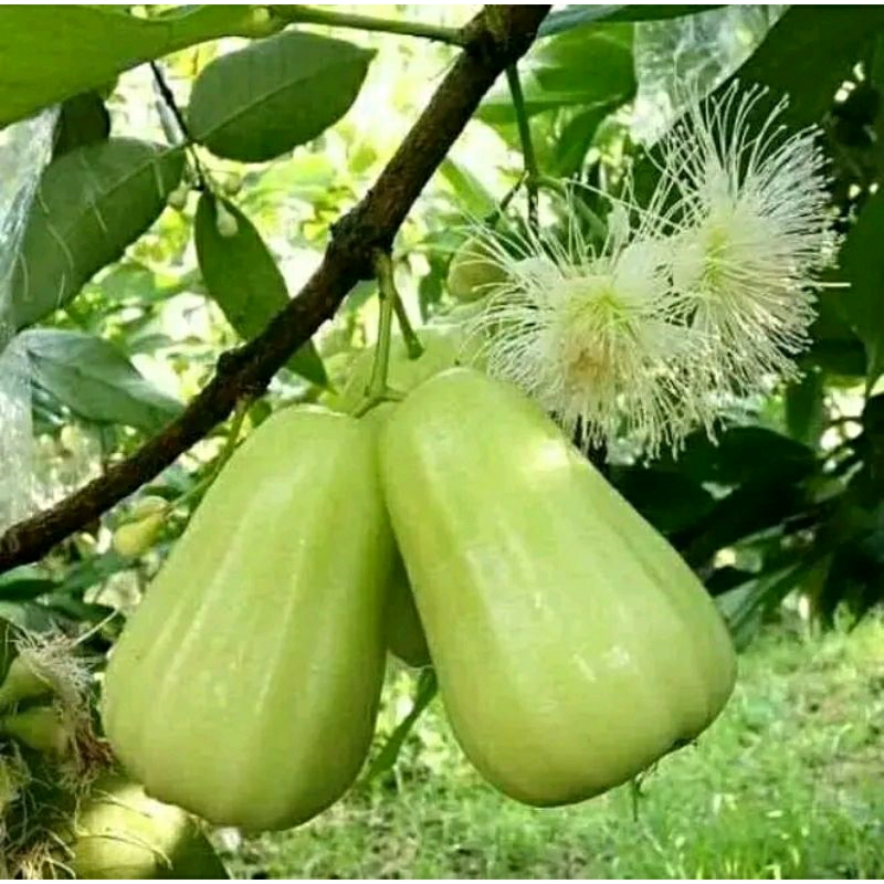 Bibit Pohon Jambu Air Madu Deli berbuah manis segar COD