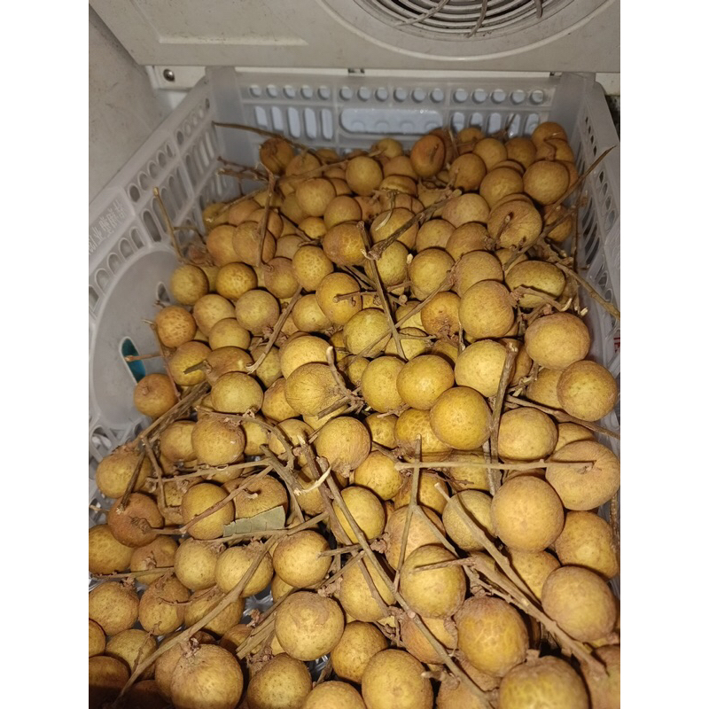 

kelengkeng madu kelengkeng manis kelengkeng buah kelengkeng