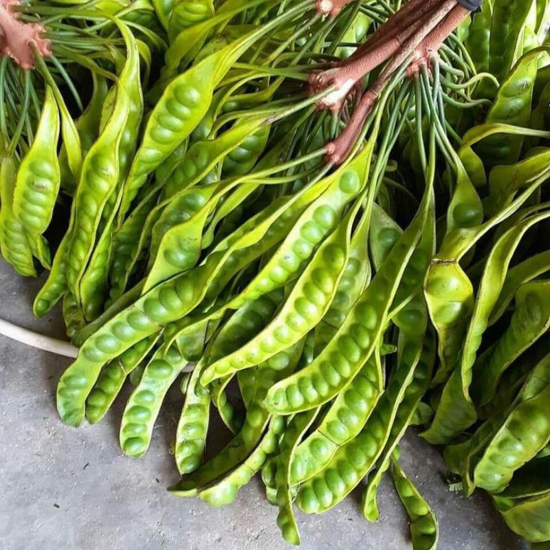 

PETE / PETAI FRESH PER 1 PAPAN/LONJOR/HELAI