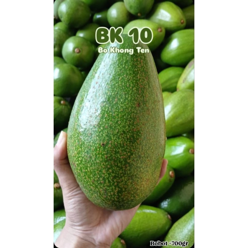 

Alpukat BK 10 (Bo Khong Ten)