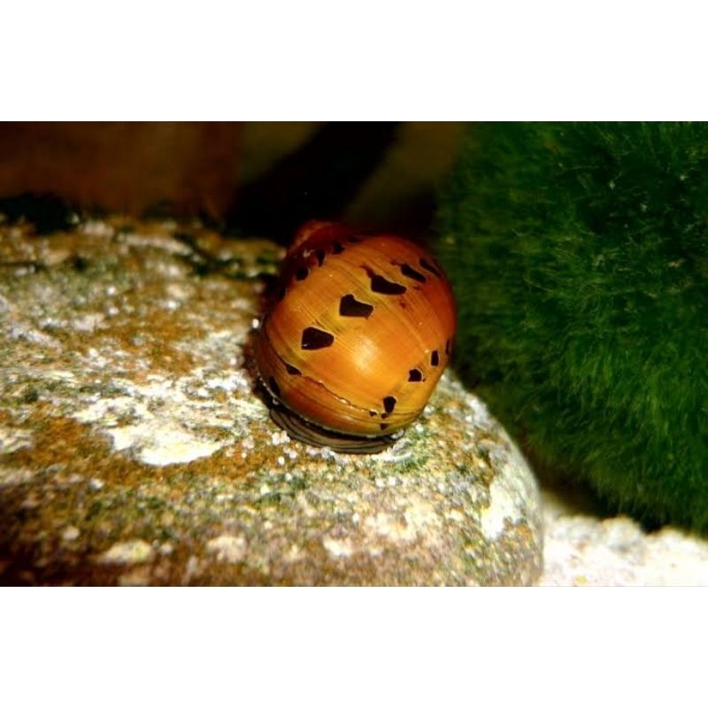 Tanaman Keong Hias Bawang Aquascape/Keong Pembersih Aquascape/Keong Pemakan Alga