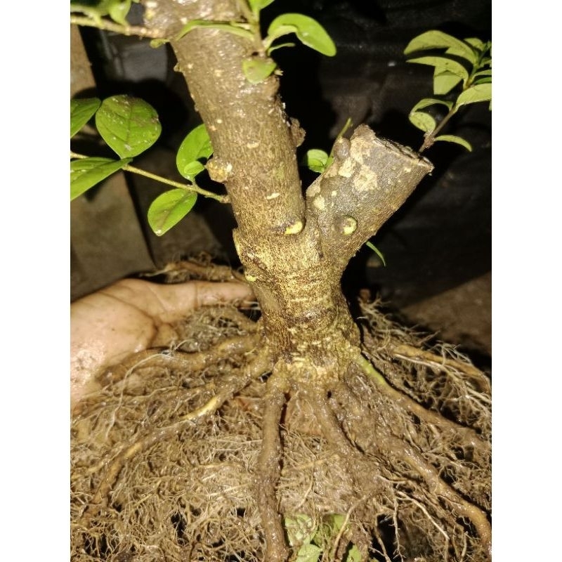 bahan bonsai anting putri program akar keliling