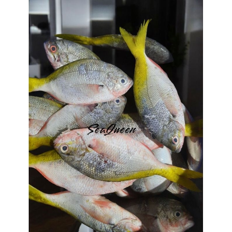 

ikan ekor kuning Termurah !!!