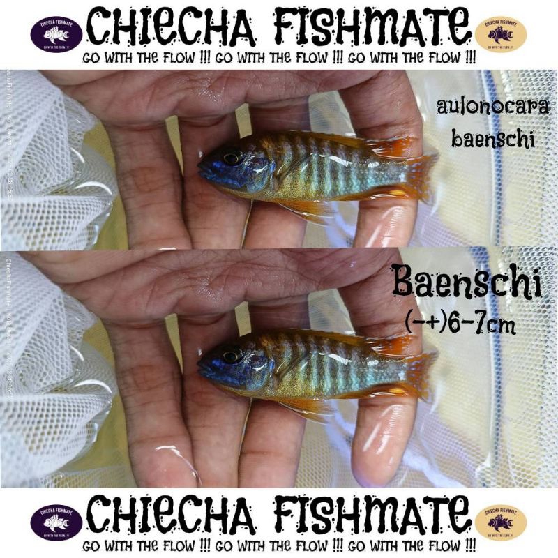 Chiecha Fishmate Aulonocara Baenschi (6-7cm) Cichlid Afrika Aulonocara Baenschi