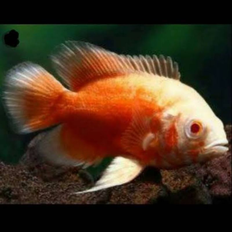 Dekorasi Hiasan Aquarium Oscar Red Chili (KHUSUS INSTAN)