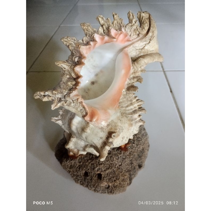 Cangkang Keong laut BOFONARIA RANA, Langka, super jumbo