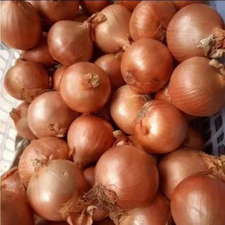 

BAWANG BOMBAY/1KG/BAWANG BOMBAI SUPER/BAWANG BOMBAY MURAH 50\60