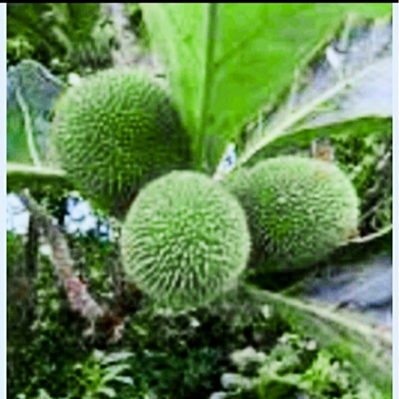 

sayur kluwih/kulur