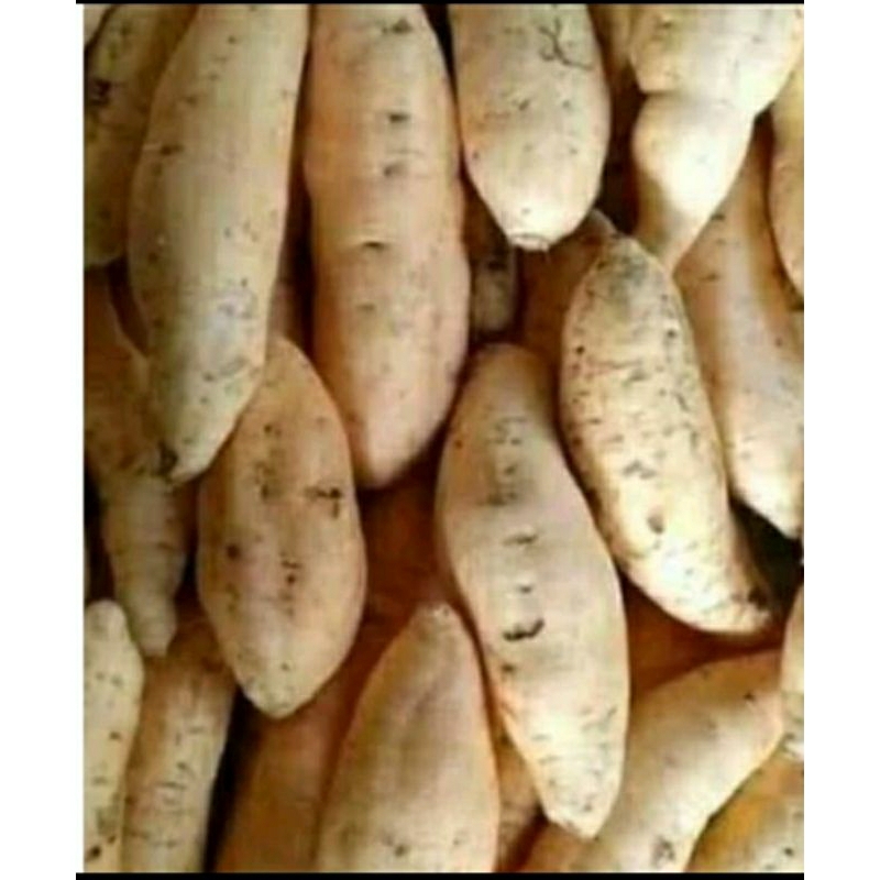 

ketela rambat/ubi jalar 1kg