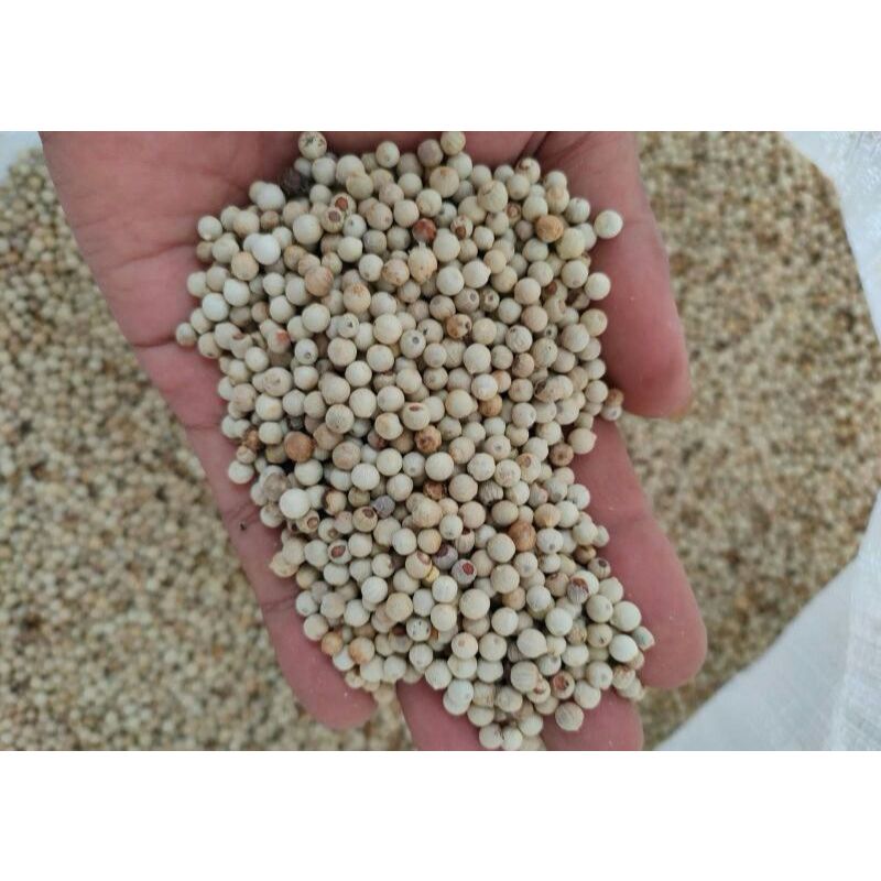 

LADA MPA PUTIH BUTIR KECIL / MERICA PUTIH PREMIUM 1 KG