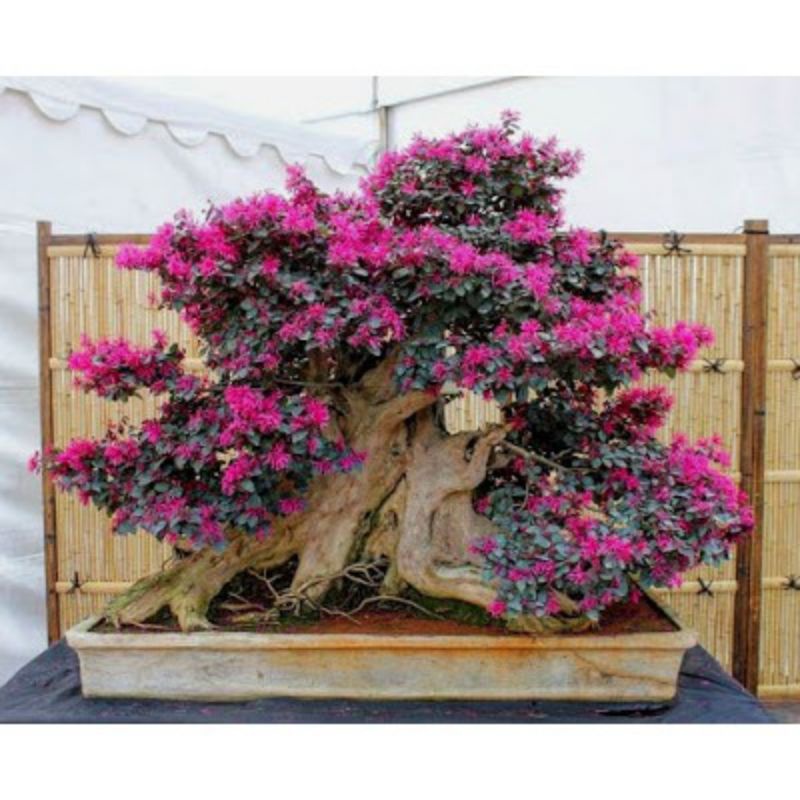 Tanaman hias bahan bonsai loropitalum serut merah pitaloka bunga ping