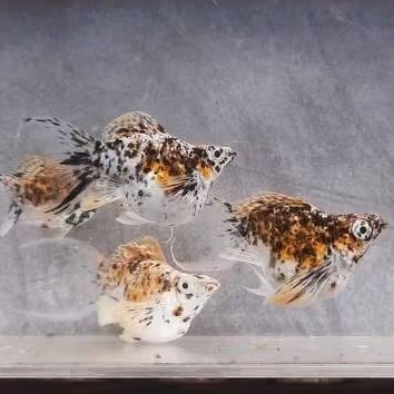 Molly calico balon cawang