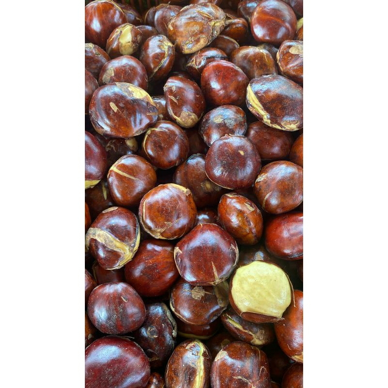 

JENGKOL 1 KILO/JENGKOL 1 KG