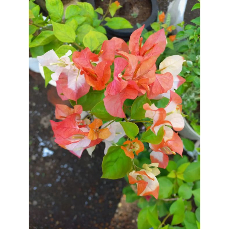 Bougenville id Maharani samcuk