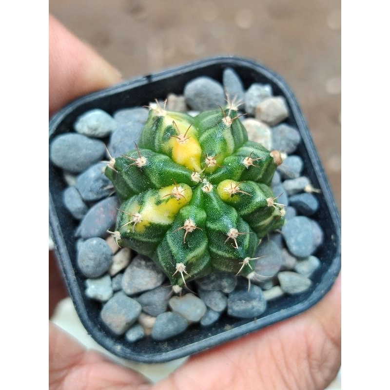 miha orange varigata