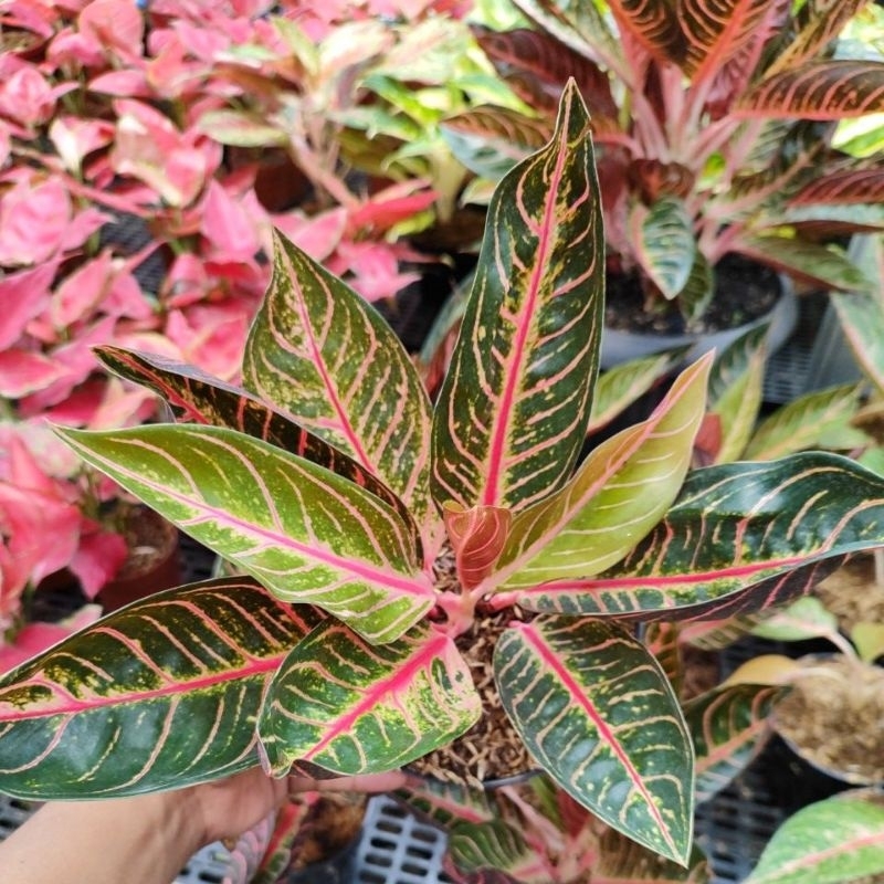Aglonema Red Sumatera Dewasa Daun 6-7-8-9-10+++