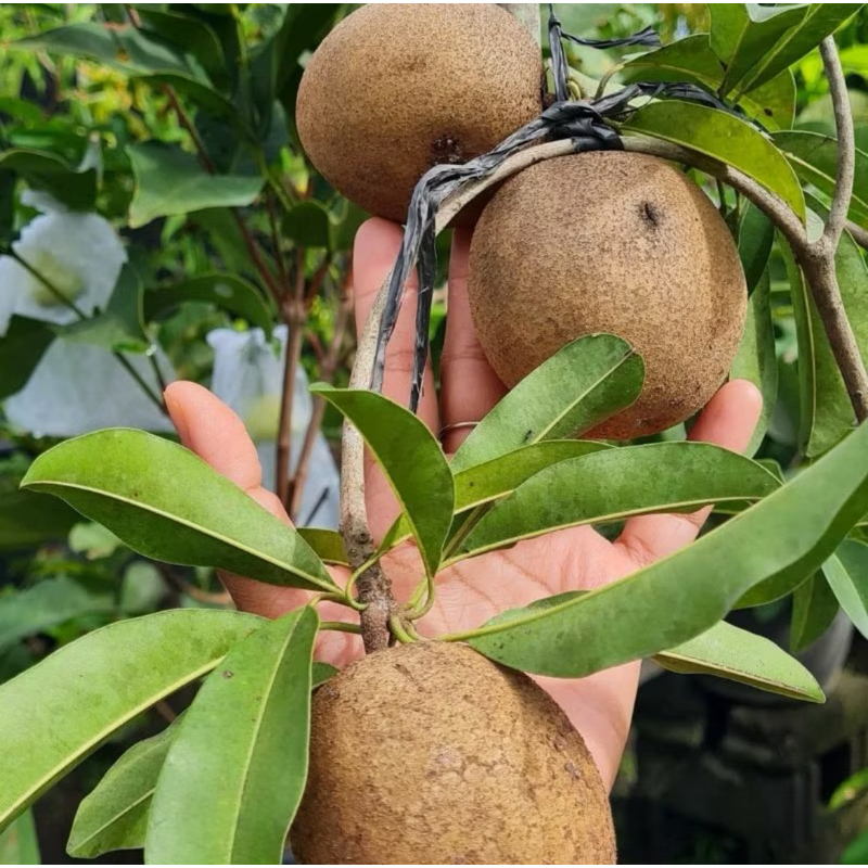 Bibit SAWO JUMBO cangkok berbuah