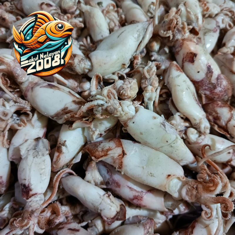 

Ikan cumi lecet | ikan cumi asin