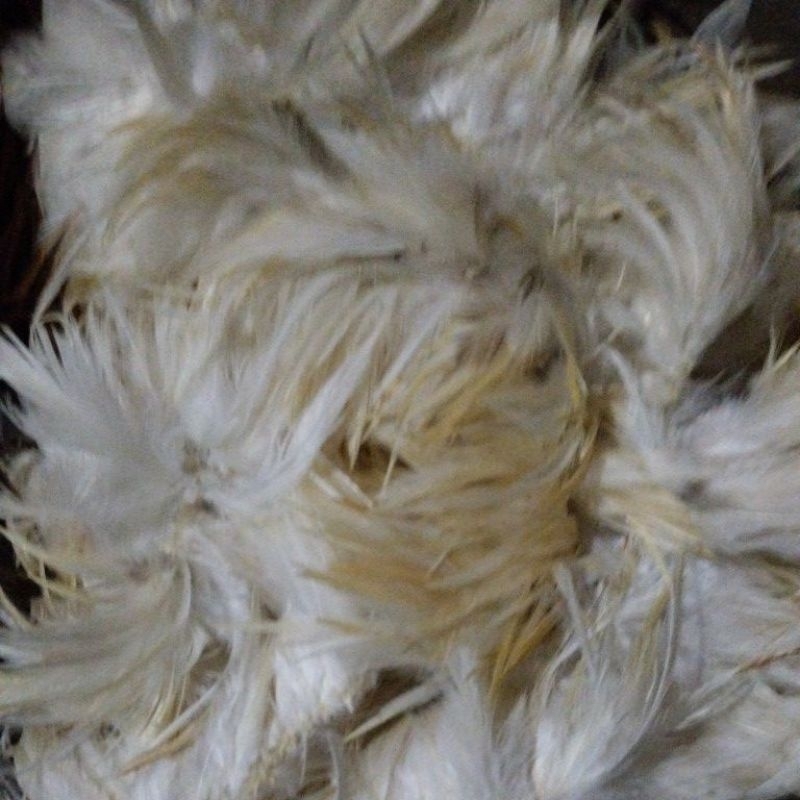 Rawis Bulu ayam jago putih// Pj 5cm-25cm/ isi 100helai