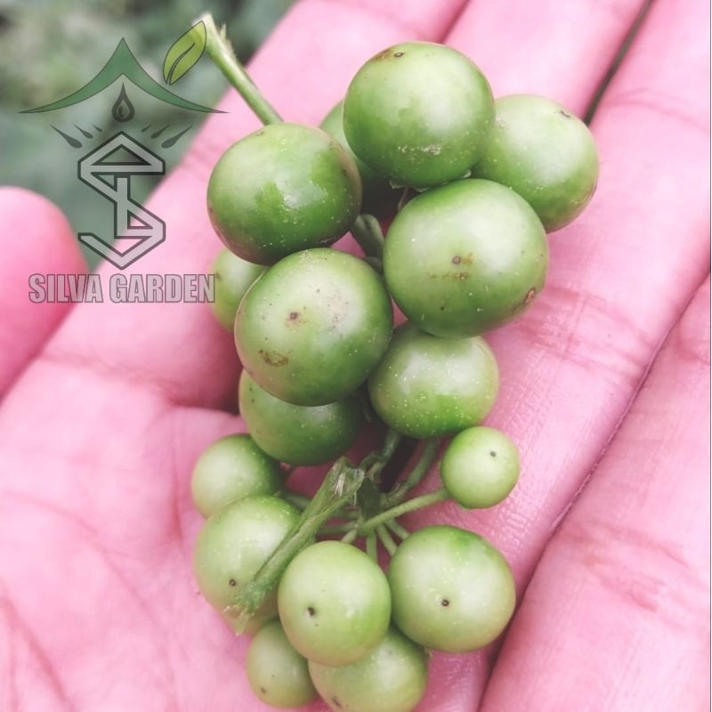 

Leunca Sayur (organik) 1kg