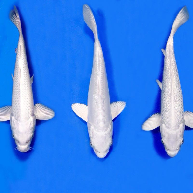 

paket 3 ekor koi platinum berkualitas