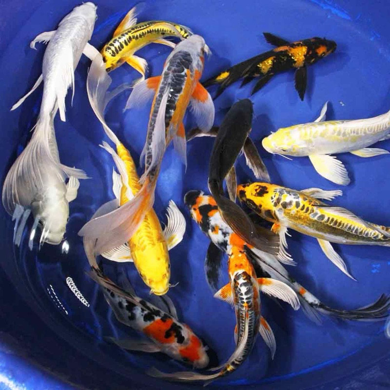 

paket 2 ekor koi slayer cantik berkualitas ukuran 15-18cm