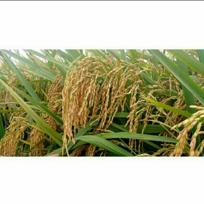 BENIH PADI INPARI 32 KEMASAN 1KG