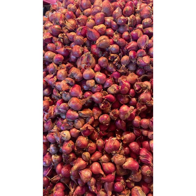 

Bawang Merah Probolinggo Super kualitas kering