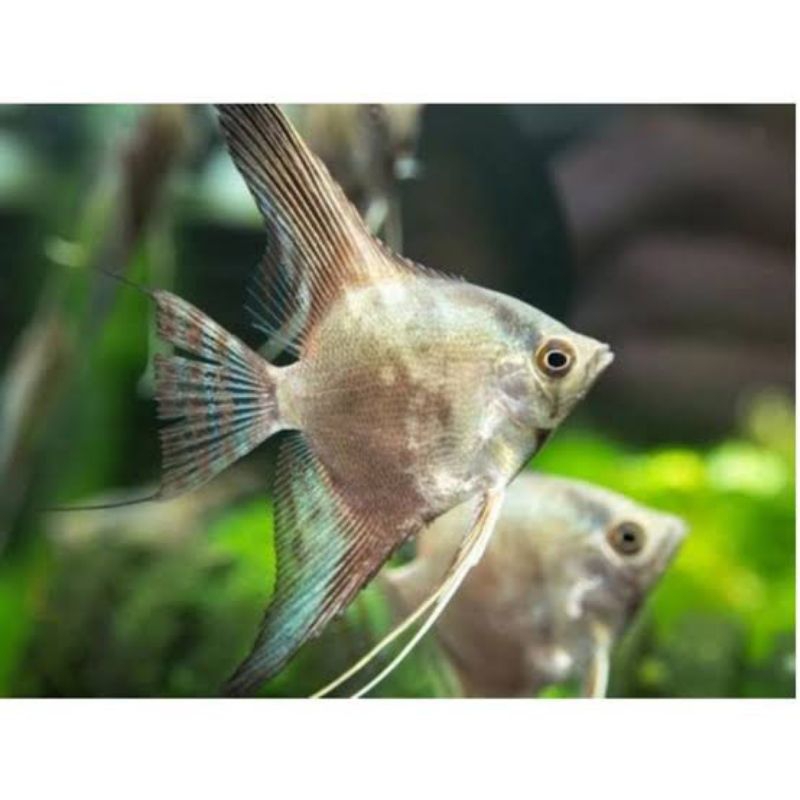 Dekorasi Hiasan Aquarium Manfish Smokey (KHUSUS INSTAN)