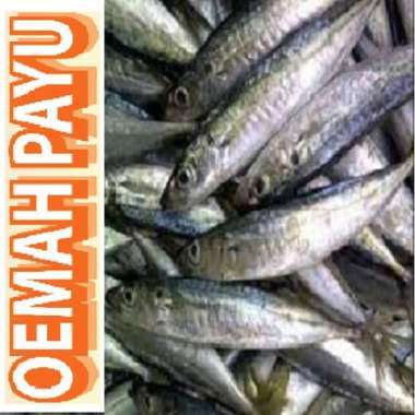

Ikan Layang Frozen 1 Kg - Seafood By Oemahpayu