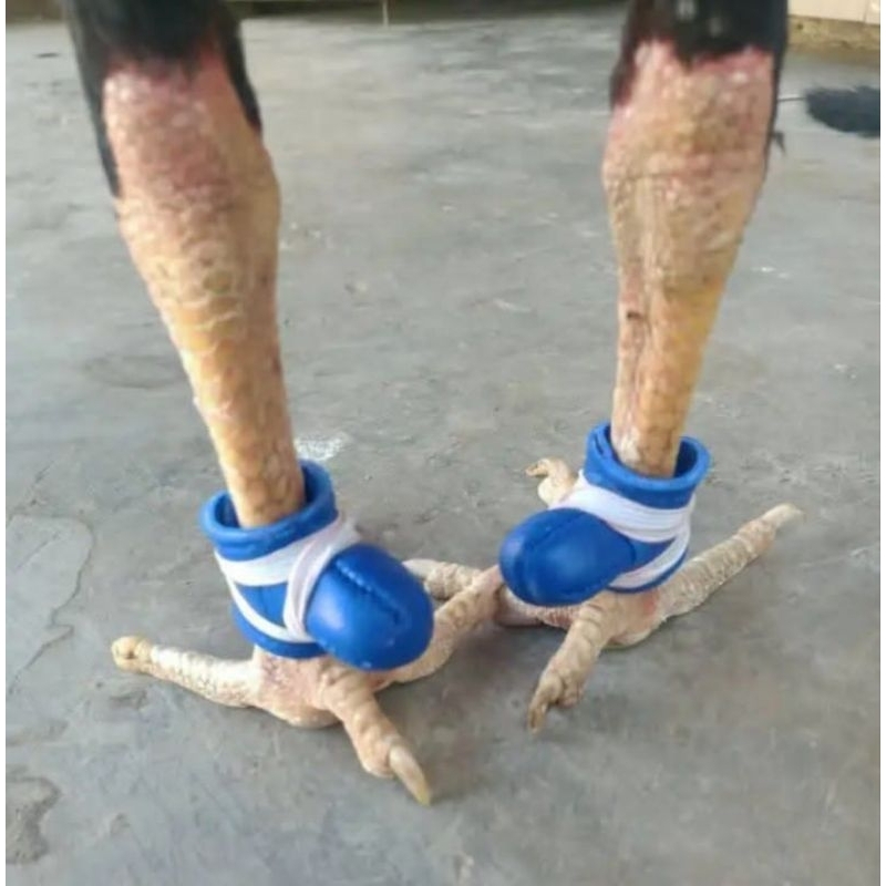 BUNGKUS JALU KALEP PELINDUNG JALU AYAM BANGKOK BUNGKUS JALU AYAM UKURAN BESAR