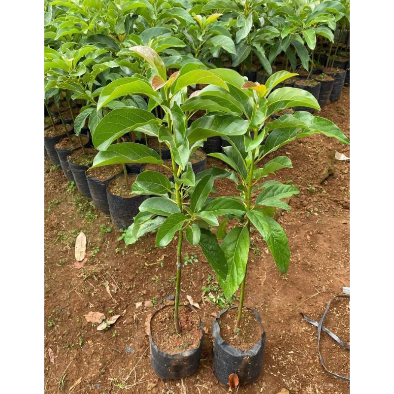 paket hemat 2 bibit alpukat okulasi termurah