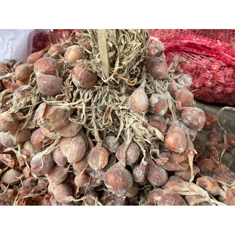 

Benih Bawang Merah