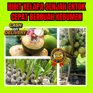 UNGGULAN ! Tanaman Kelapa Genjah Entok Lokal