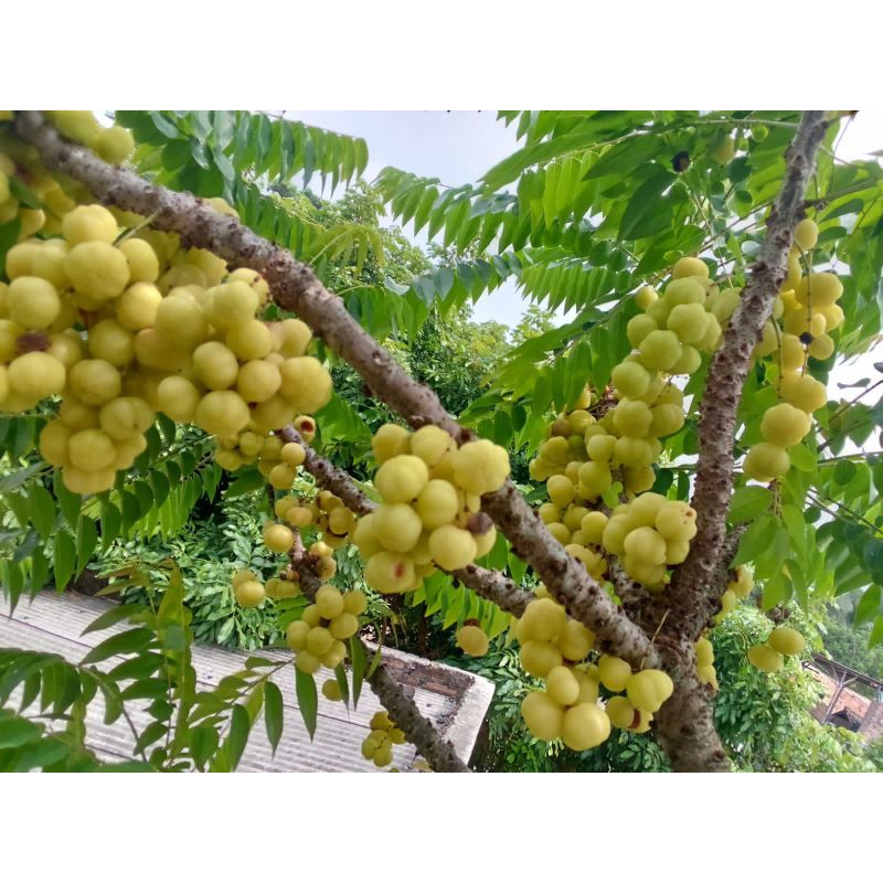 

buhah caramay/careme
