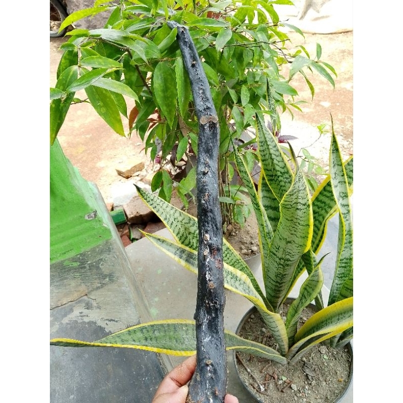 bahan akar Bahar hitam natural  batang rata asli original