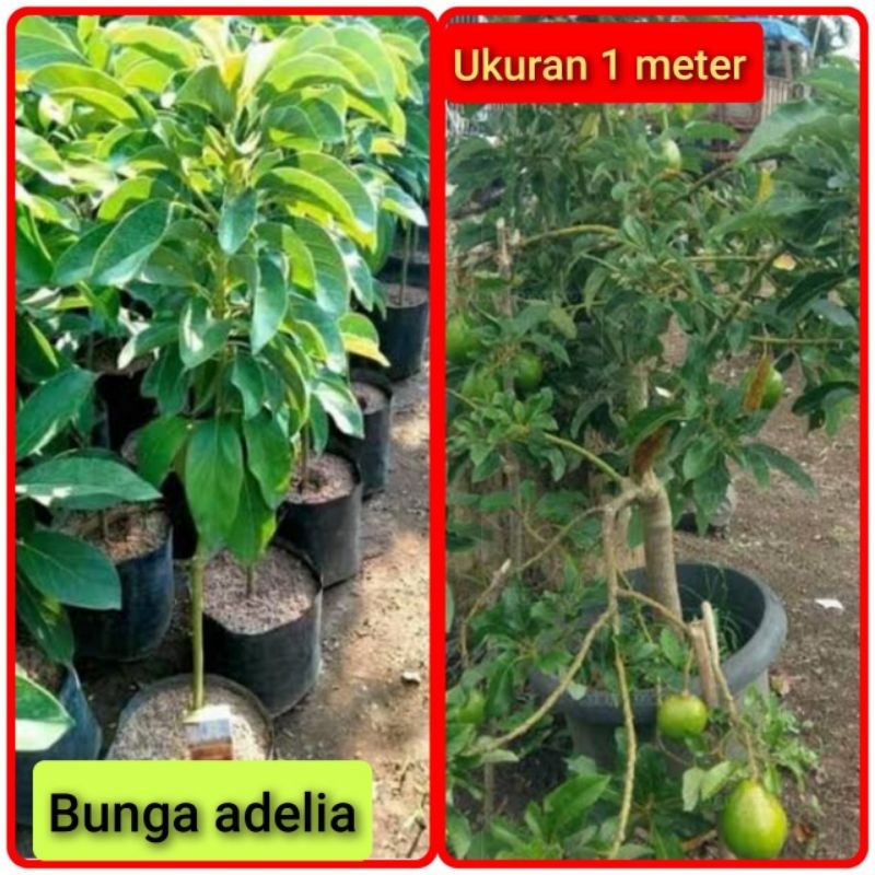 Bibit alpukat Miki tinggi 1 meter