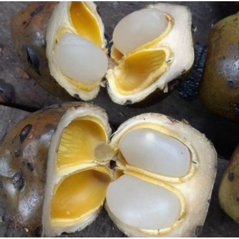 

Buah kolang kaling kenyal bahan manisan 1kg