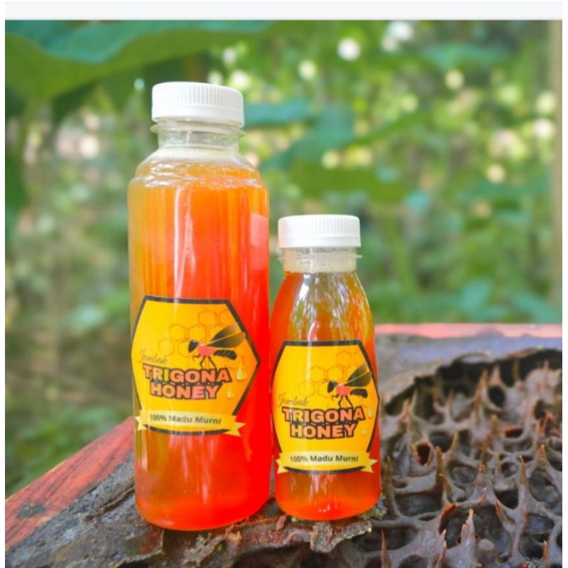 

madu trigona thorasika