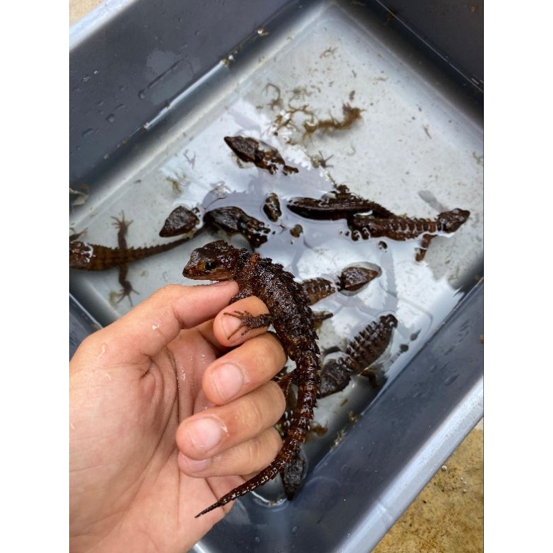 IF | AKSESORIS PELET CROCODILE SKINK KADAL DURI dewasa