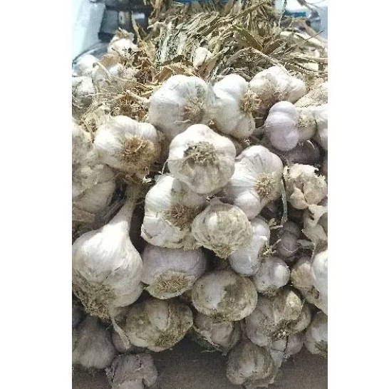 

bawang putih lokal jawa berat 500gram bisa di buat obat asli tanaman dari pegunungan stock terbatas