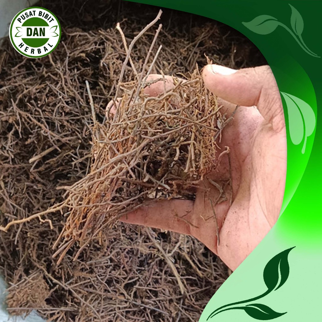 Media tanam pakis cacah 1 kg untuk tanaman aglonema dan anggrek