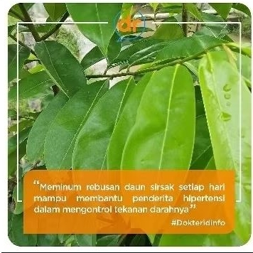 

DAUN SIRSAK MUDA DAUN SIRSAK SEGAR FRESH 100 LEMBAR TERMURAH COD