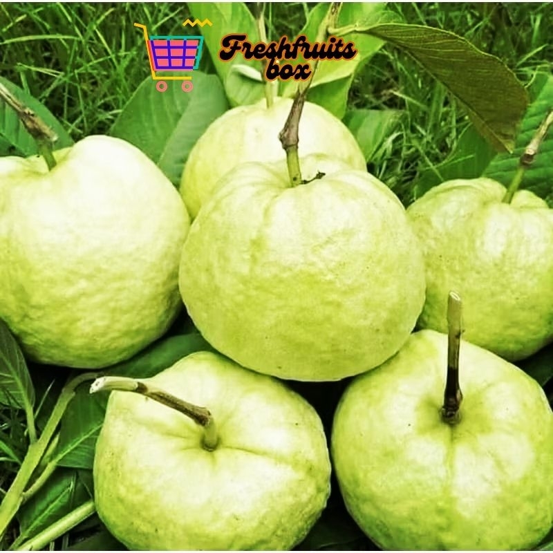 

jambu kristal tanpa biji segar