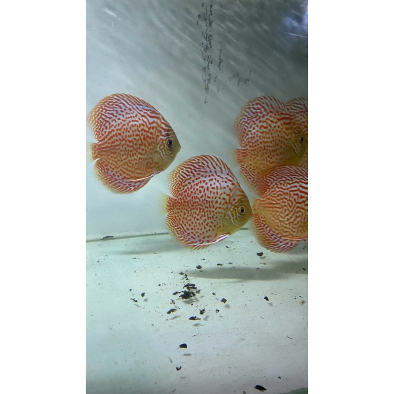 ikan hias discus Leopard