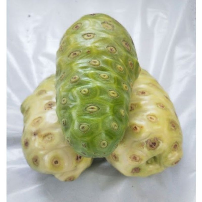 

BUAH MENGKUDU SEGAR/MORINDA CITRIFOLIA SPESIAL DISKON RAMADHAN
